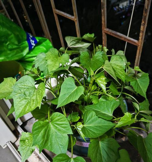 哪些植物最适合在阳光下生长？