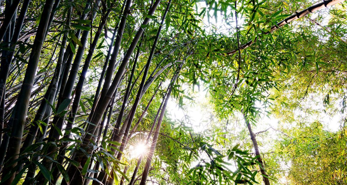 哪些植物最适合在阳光下生长？