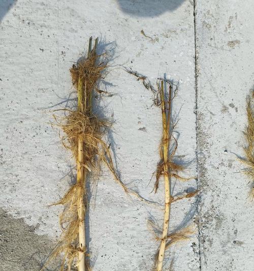 唐山盆栽芦苇苗种植方法是什么？如何在家中种植芦苇苗？