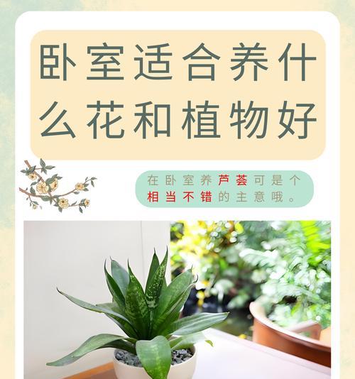 油葱与芦荟的外观和用途差异？如何区分和选择？