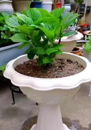 绣球花换盆的最佳时机是什么时候？换盆后如何护理？