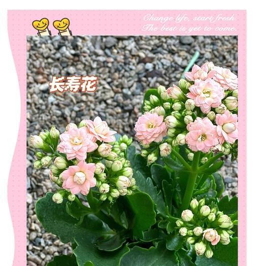 长寿花的养殖注意事项有哪些？长寿花的花期如何延长？