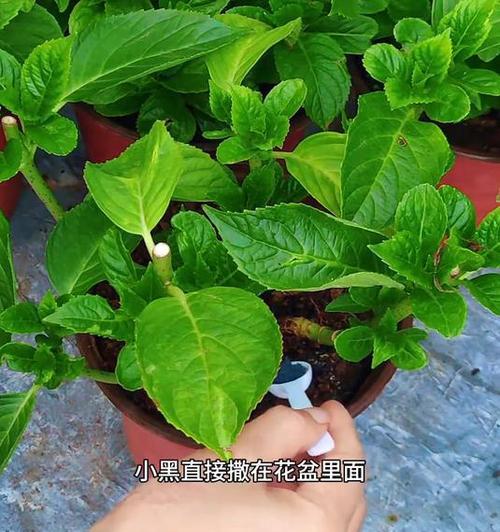 绣球花修剪的最佳时机是什么时候？如何修剪？