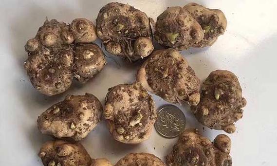 马蹄莲繁殖的正确步骤是什么？繁殖后如何管理？