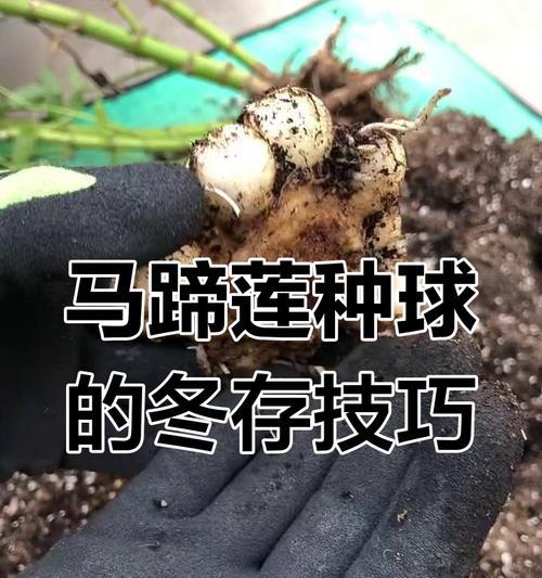 马蹄莲繁殖的正确步骤是什么？繁殖后如何管理？