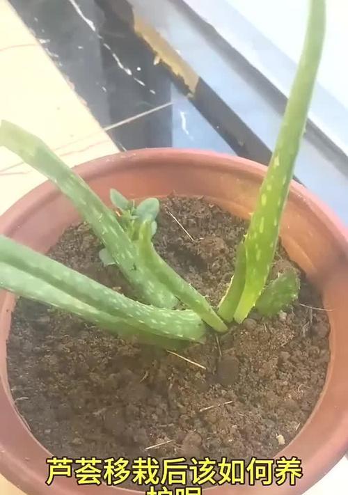 芦荟的种植技巧是什么？如何确保其健康成长？