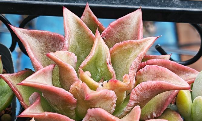 白鸟多肉植物繁殖的正确步骤是什么？