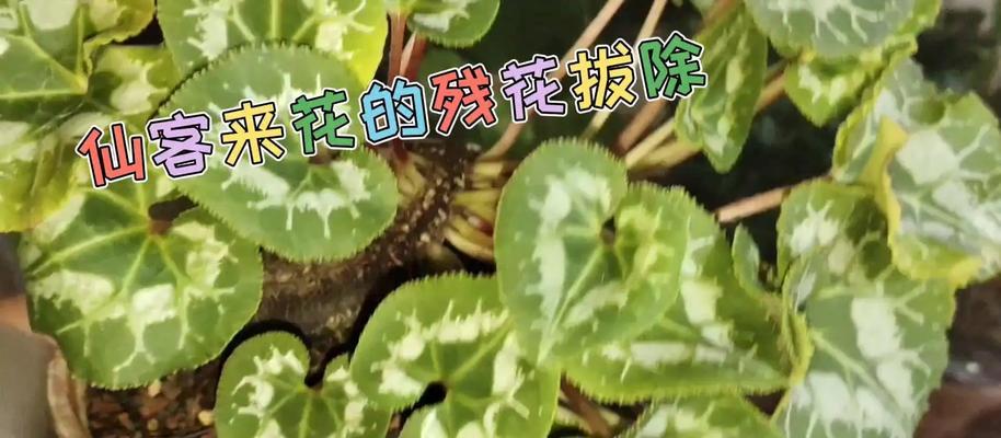 仙鹤来花的养护技巧是什么？如何确保其健康生长？