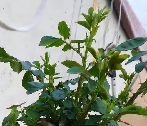 盆栽土壤出现虫害怎么办？如何有效处理？
