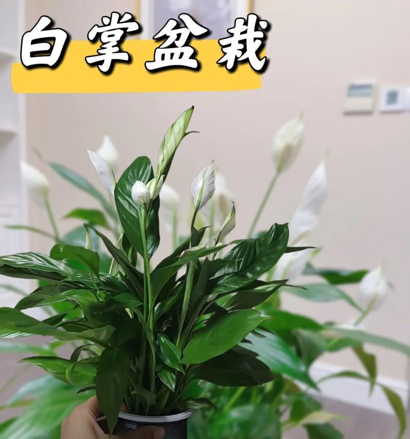 怎样让白掌开出美丽的花朵？有哪些技巧？