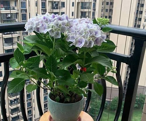 秀求花怎么养？秀求花的日常养护方法是什么？
