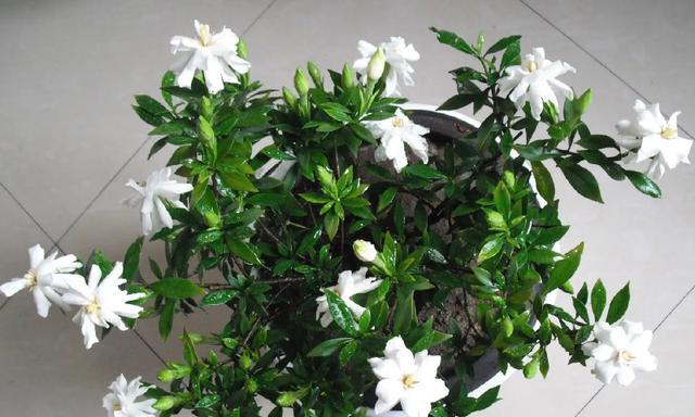 栀子花是什么？栀子花有哪些独特的特性？