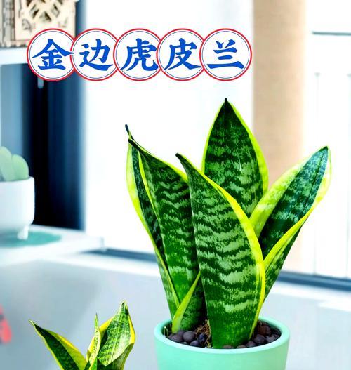 哪些植物能有效净化空气？它们的养护要点是什么？