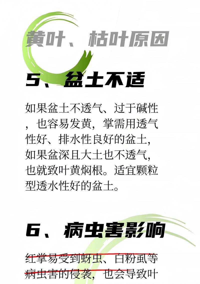 红掌花期过后如何养护？如何处理红掌的枯叶？