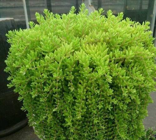 盆栽青草的种植方法是什么？如何确保盆栽青草的健康成长？