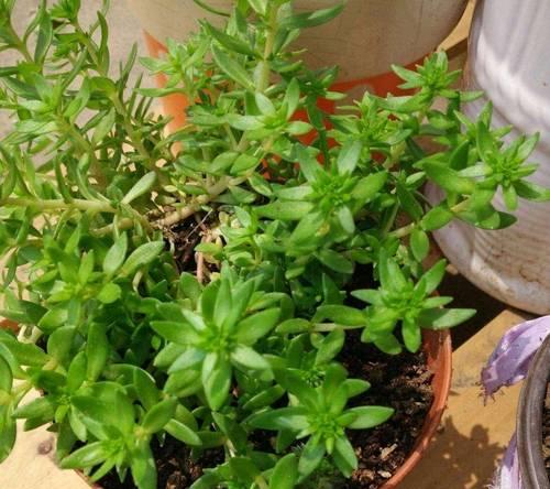 盆栽青草的种植方法是什么？如何确保盆栽青草的健康成长？
