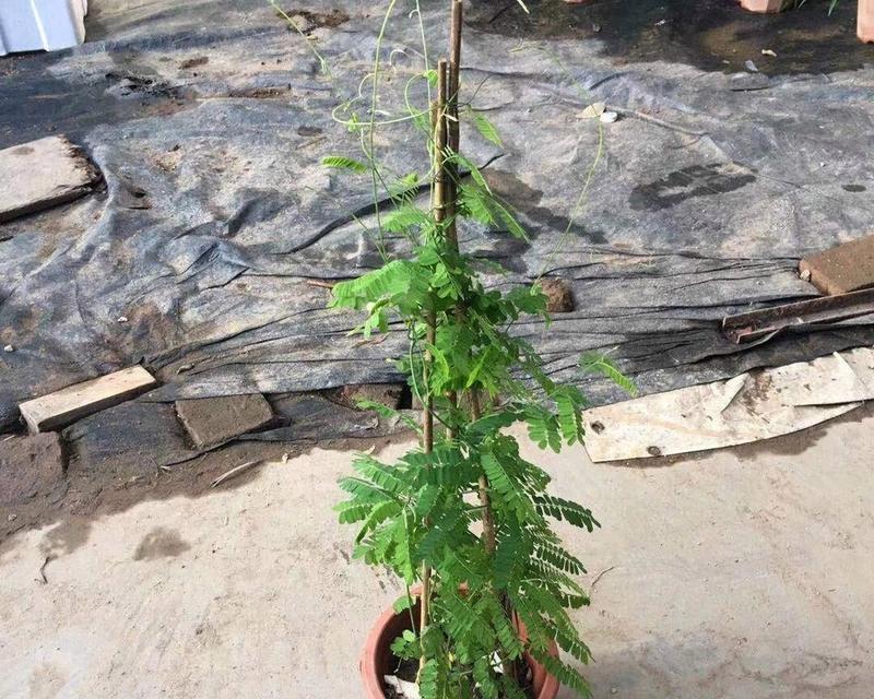 盆栽青草的种植方法是什么？如何确保盆栽青草的健康成长？