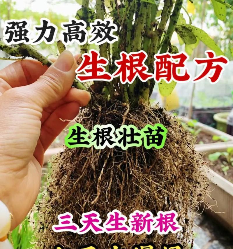 落地生根的养殖方法是什么？如何确保其健康生长？