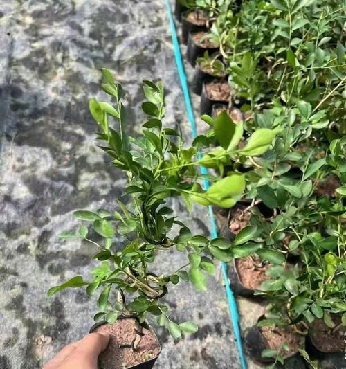 九里香的用途和功效是什么？如何正确使用？