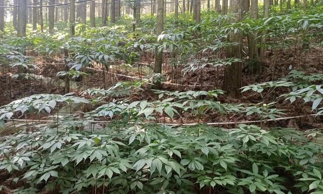 三七的种植技巧有哪些？怎样才能长得好？
