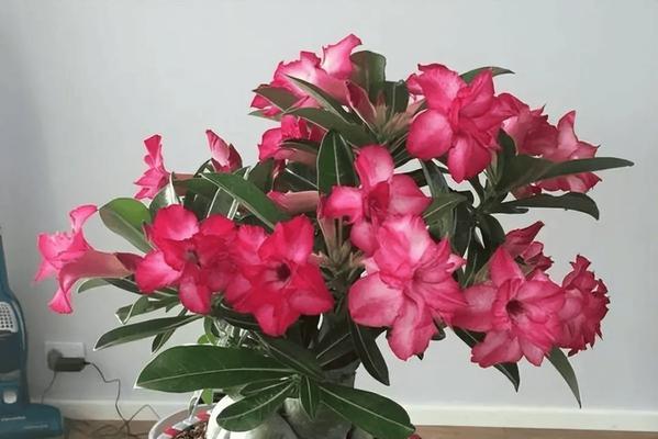 沙漠玫瑰浇水的正确频率是多少？