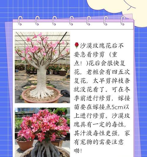 沙漠玫瑰浇水的正确频率是多少？
