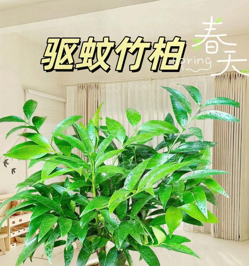 哪些花草有驱蚊效果？驱蚊花草的种类有哪些？