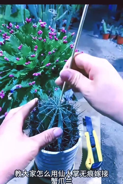 仙人掌嫁接蟹爪兰的步骤是什么？需要注意什么？