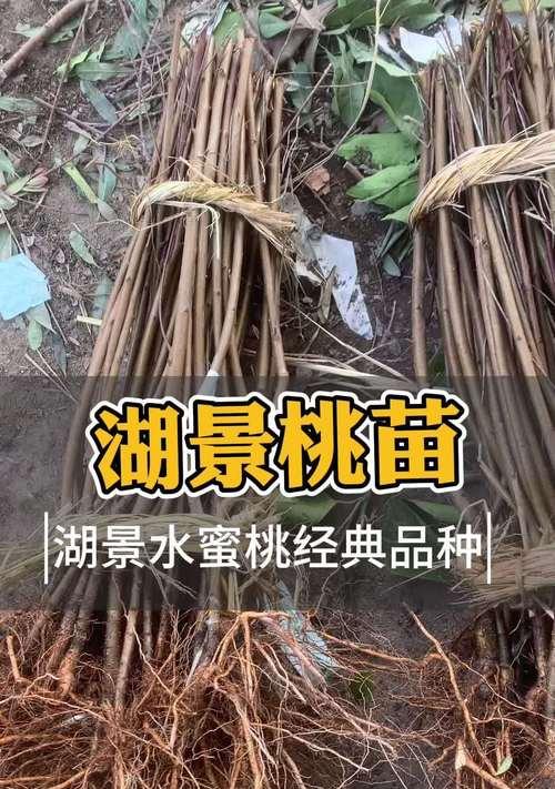 盆栽桃树什么品种最优秀？如何选择最佳品种？