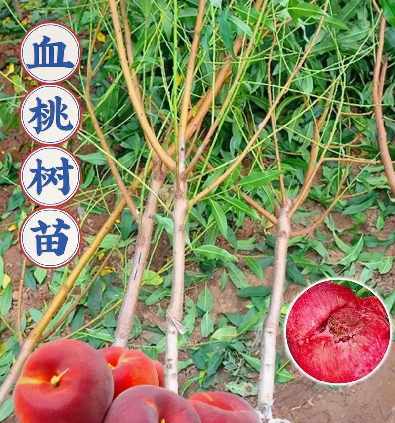 盆栽桃树什么品种最优秀？如何选择最佳品种？