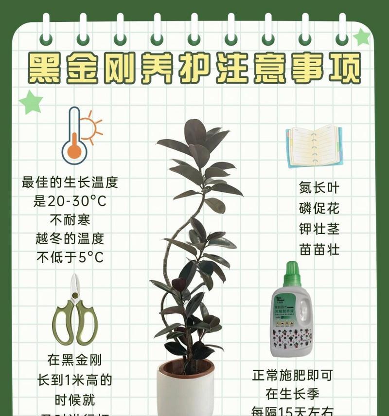 绿金刚植物的养殖方法是什么？绿金刚养护需要注意什么？