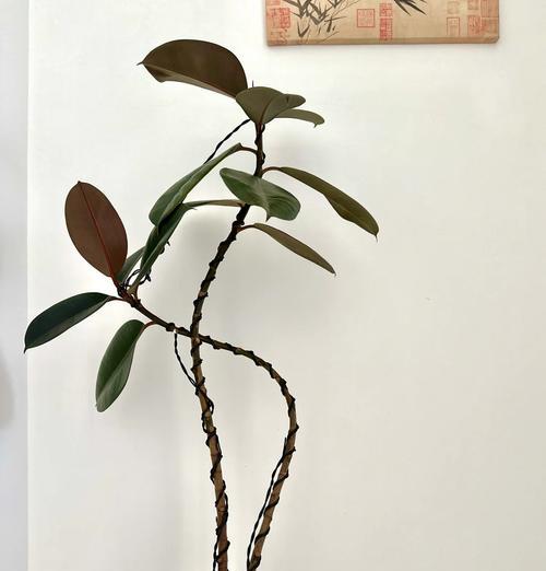 绿金刚植物的养殖方法是什么？绿金刚养护需要注意什么？