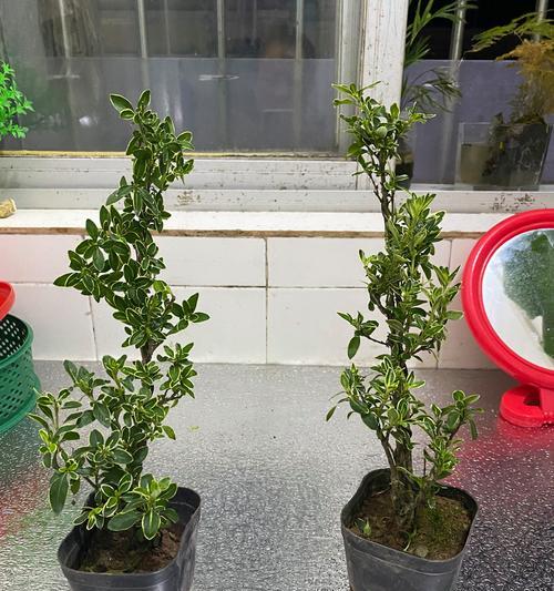 6月雪的养殖方法有哪些？