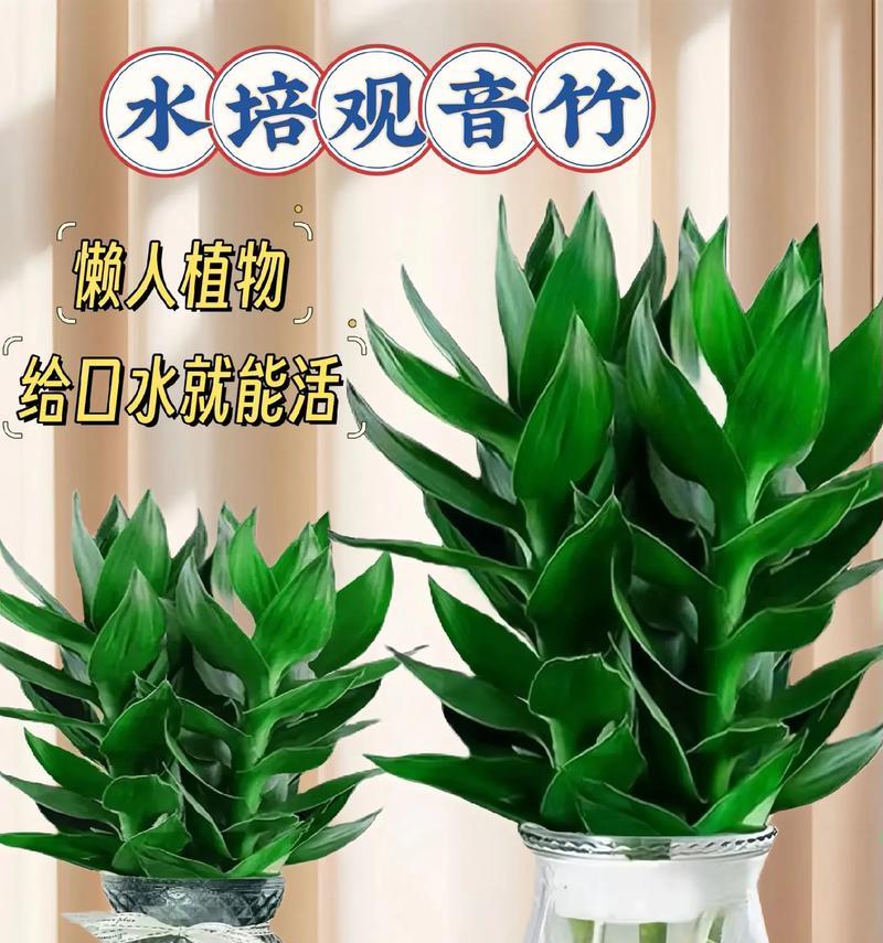 观音竹的养殖方法是什么？怎样才能养得更茂盛？