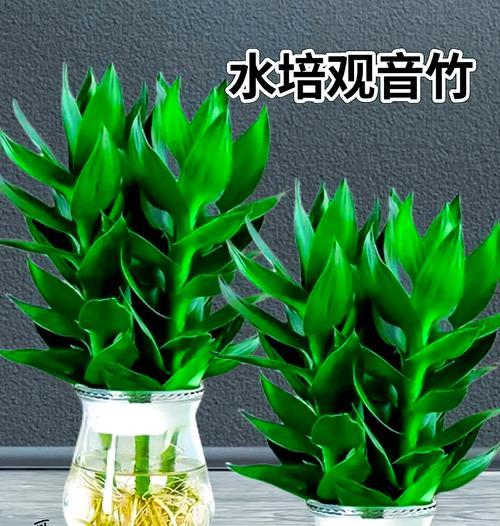观音竹的养殖方法是什么？怎样才能养得更茂盛？