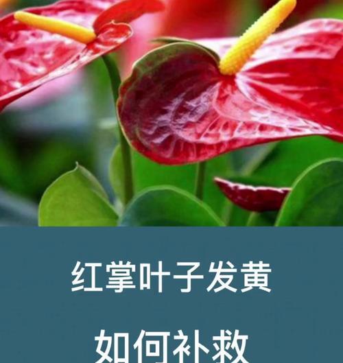 红掌花叶子变黄的原因是什么？如何有效解决？
