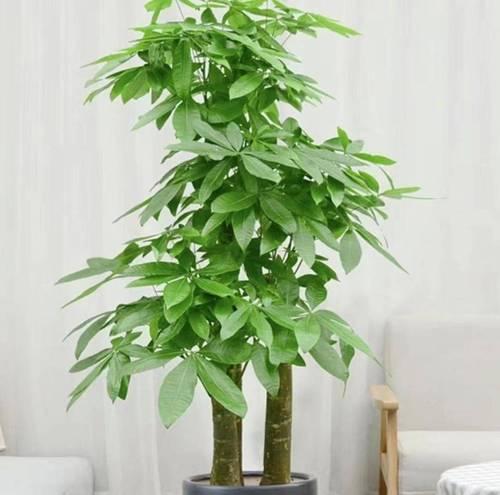 哪些植物适合养在室内？室内植物有哪些好处？