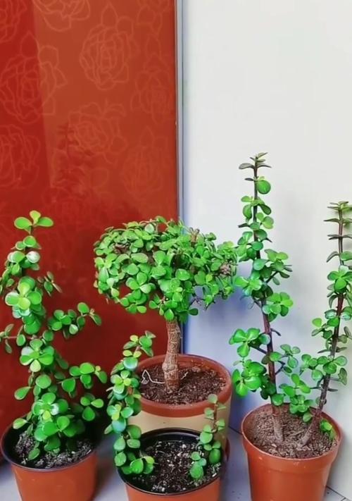 金枝玉叶花的正确养护方法是什么？养金枝玉叶花需要注意什么？