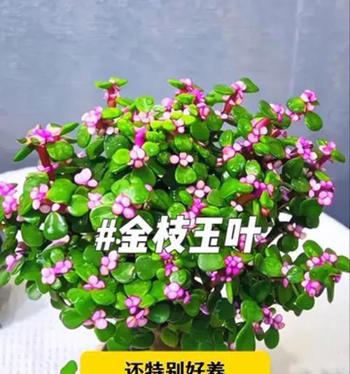 金枝玉叶花的正确养护方法是什么？养金枝玉叶花需要注意什么？
