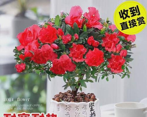 杜鹃盆景的养护要点是什么？如何让杜鹃花开得更鲜艳？