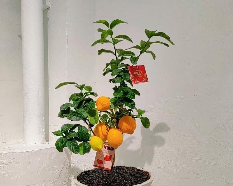柠檬盆栽需要哪些条件？怎样才能成功种出柠檬盆栽？