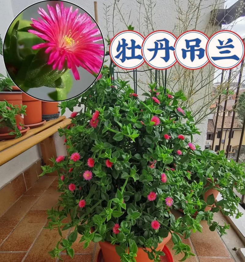 室内牡丹花养殖需要注意什么？如何保持室内牡丹花健康？