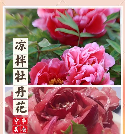 室内牡丹花养殖需要注意什么？如何保持室内牡丹花健康？
