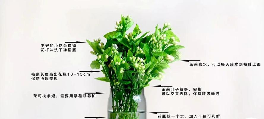 么梨花怎么养？需要哪些特别的照顾？