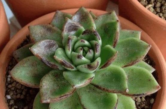 哪些多肉植物适合喜阴环境？如何养护喜阴多肉？