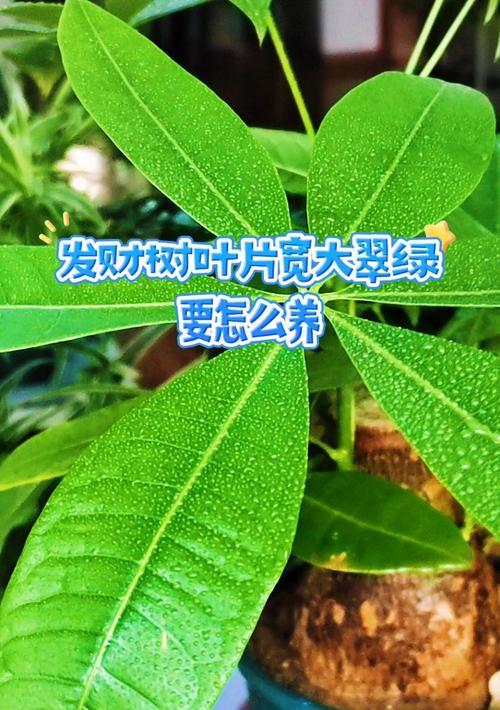 发财树叶子发白怎么办？如何解决和预防？