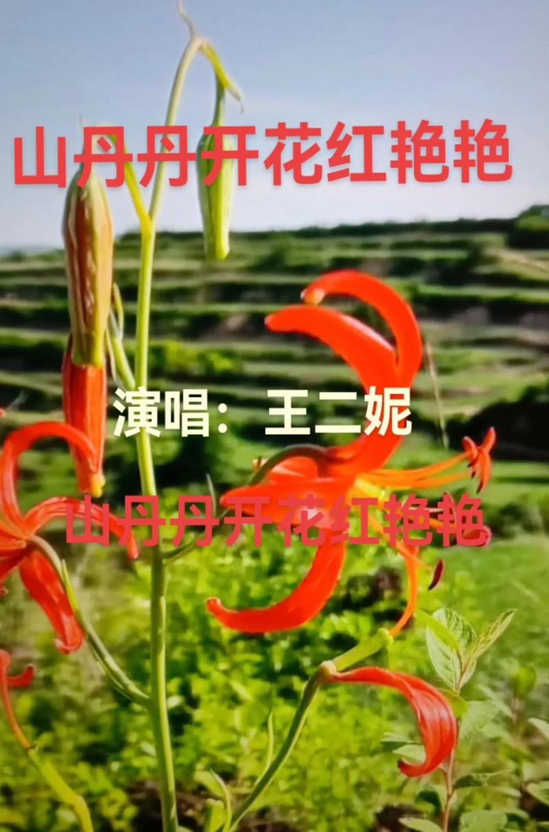 山丹丹花的特点是什么？它在园艺中的价值如何？