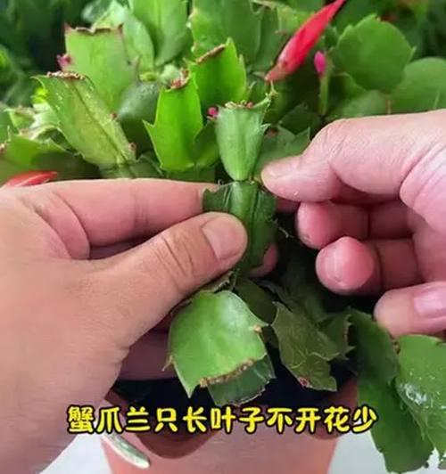 蟹爪兰叶子黄化的原因及解决方法？