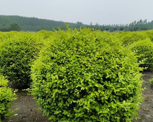 彩叶灌木种类有哪些？它们各自的特点是什么？