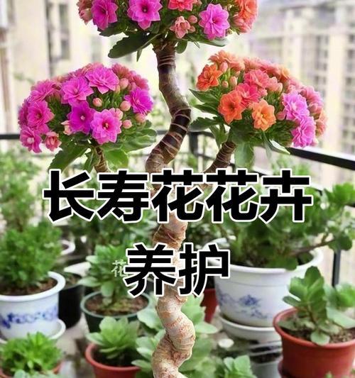水培吊兰快速生长的秘诀是什么？如何正确养护？
